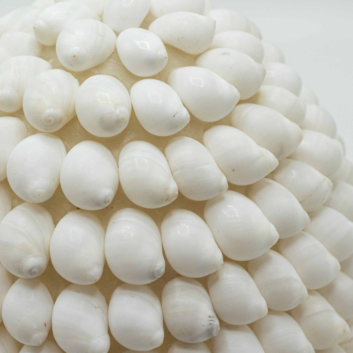 Boho Sea Shell Lamp - Buting Shell Oval - 15cm – product view 3