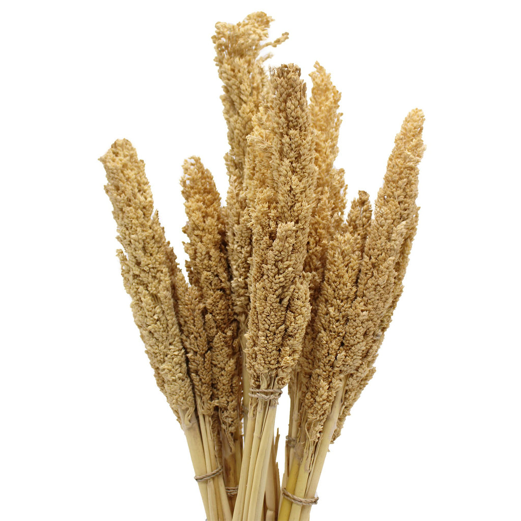 Cantal Grass Bunch - Natural product image 9