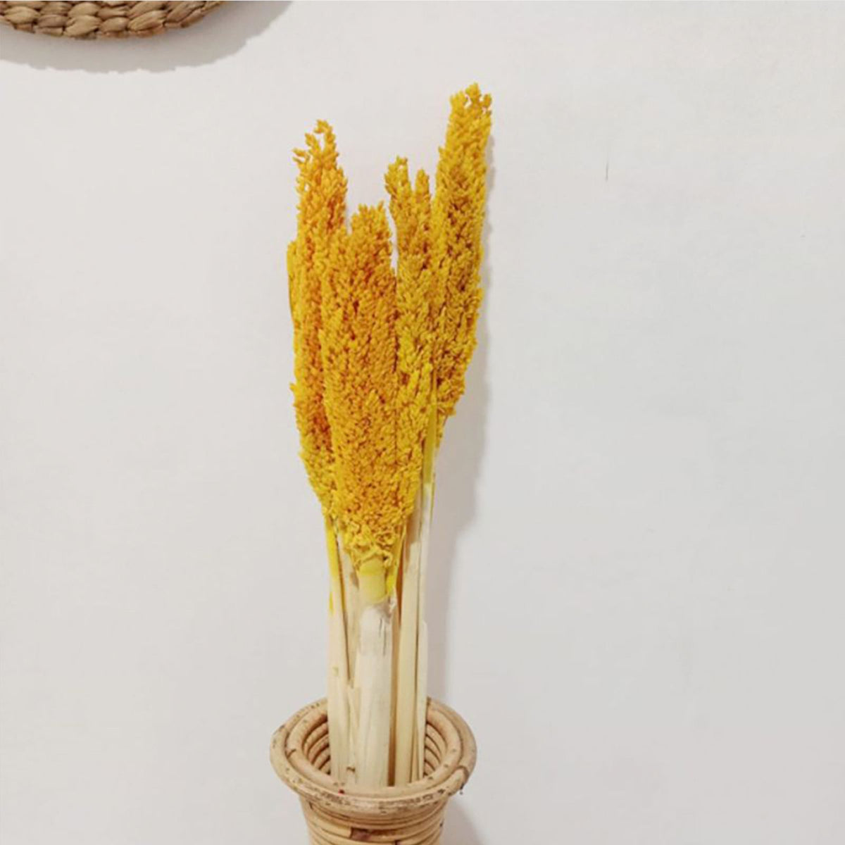 Cantal Grass Bunch - Amber product image 4