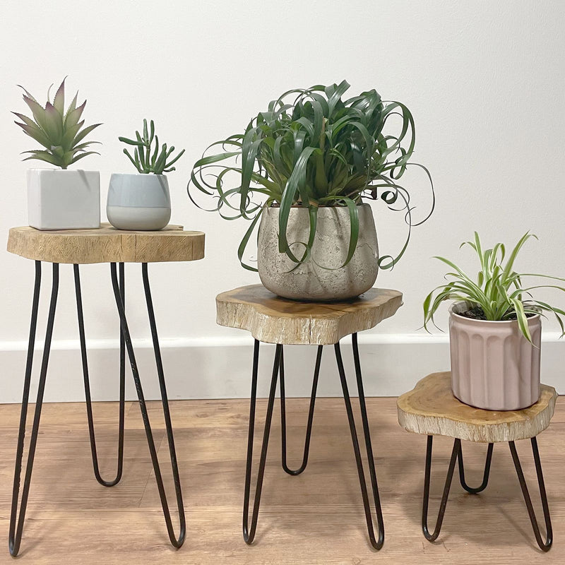 Set of 3 Gamal Wood Plant Stands - Whitewash product image