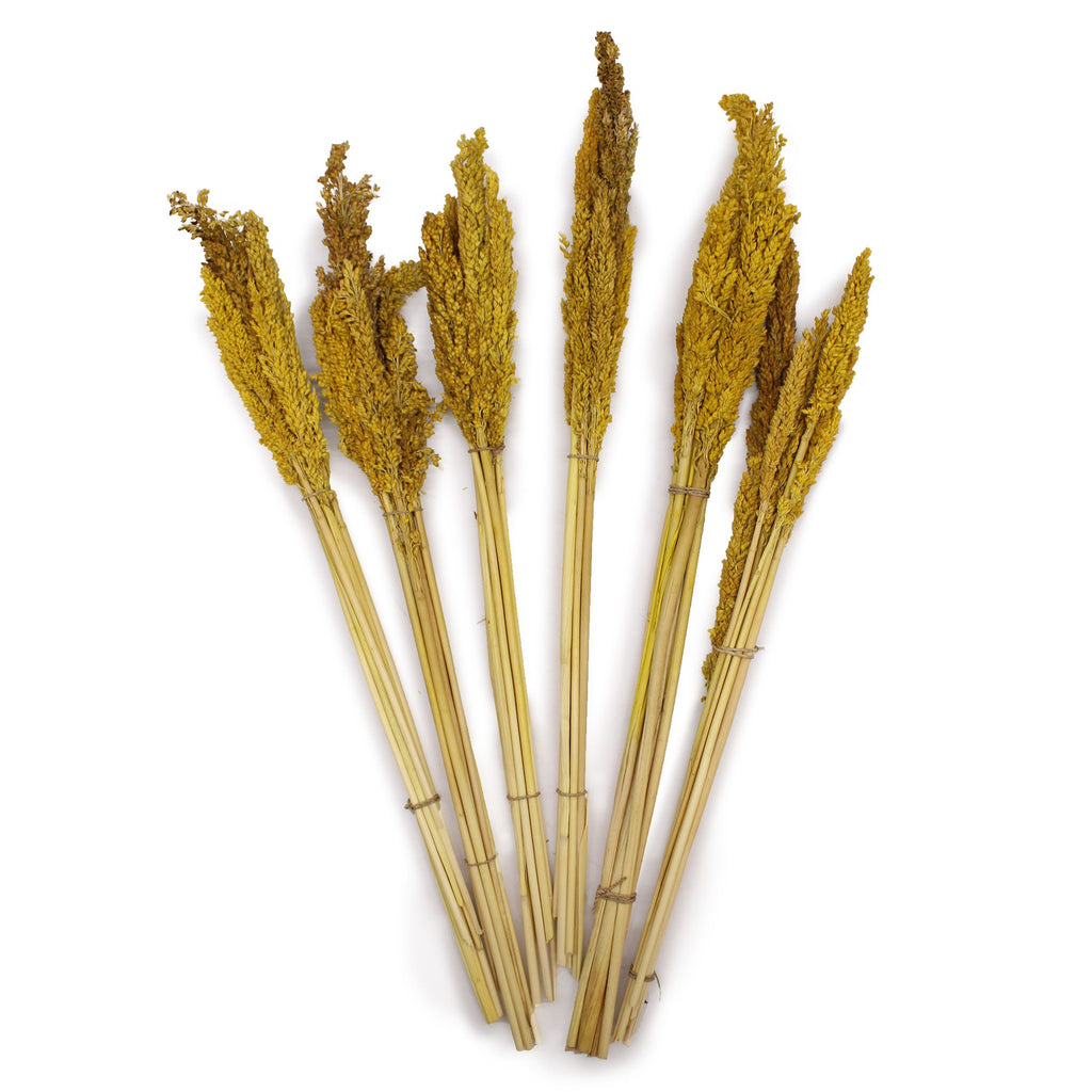 Cantal Grass Bunch - Amber product image 3