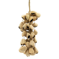 Large Pangi Seed Shell - Natural Nut Shaker (50 Shells) product image 4