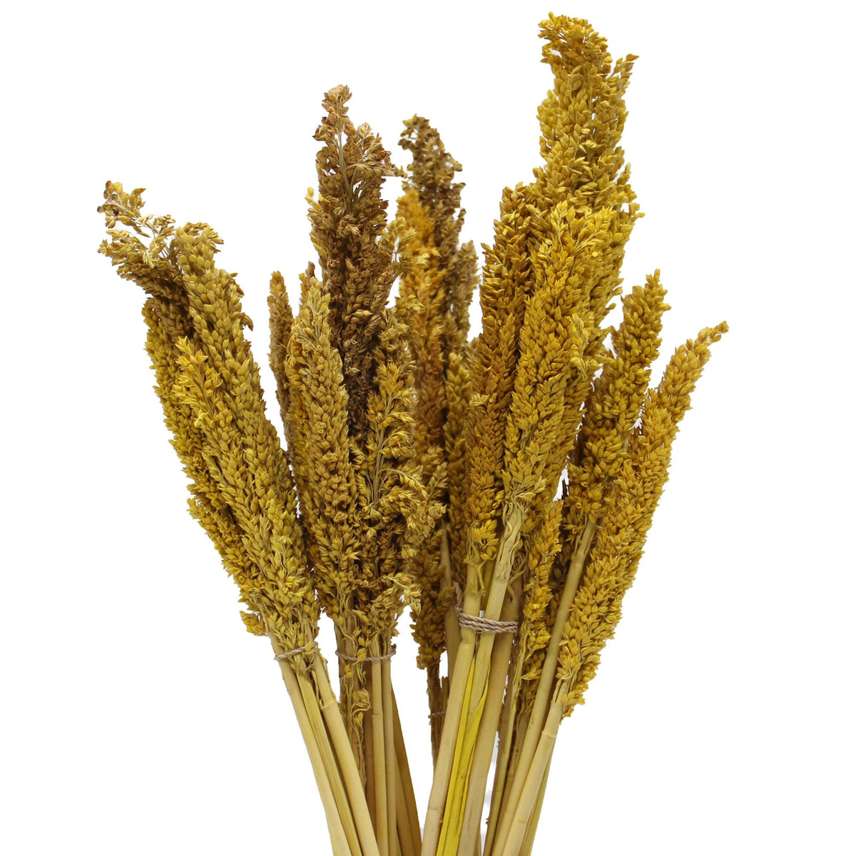 Cantal Grass Bunch - Amber product image 6