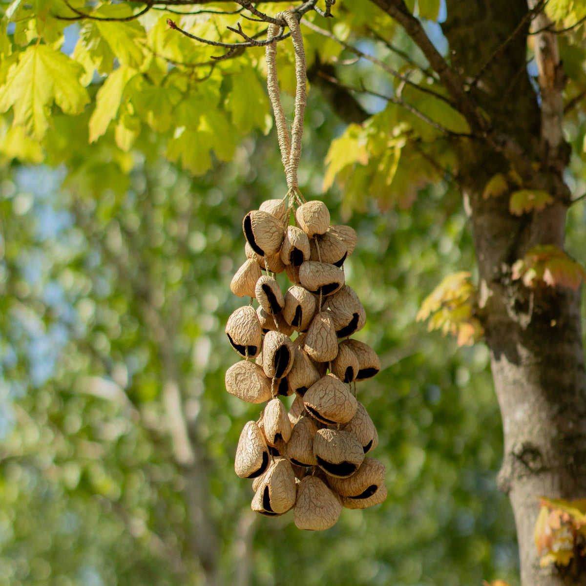Large Pangi Seed Shell - Natural Nut Shaker (50 Shells) product image 2