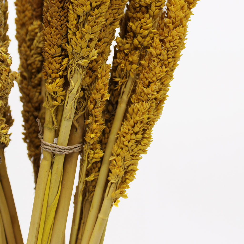 Cantal Grass Bunch - Amber product image