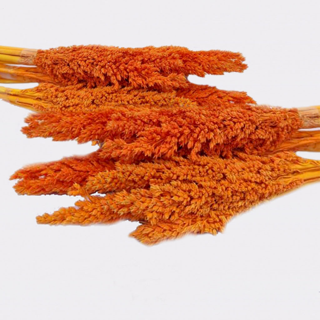 Cantal Grass Bunch - Orange product image 4