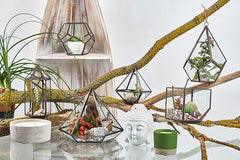 Glass Terrarium - Large Pentagon product image 4