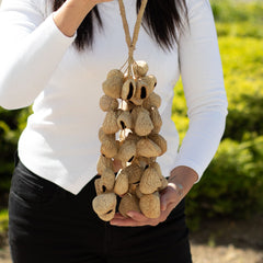 Large Pangi Seed Shell - Natural Nut Shaker (50 Shells) product image 5