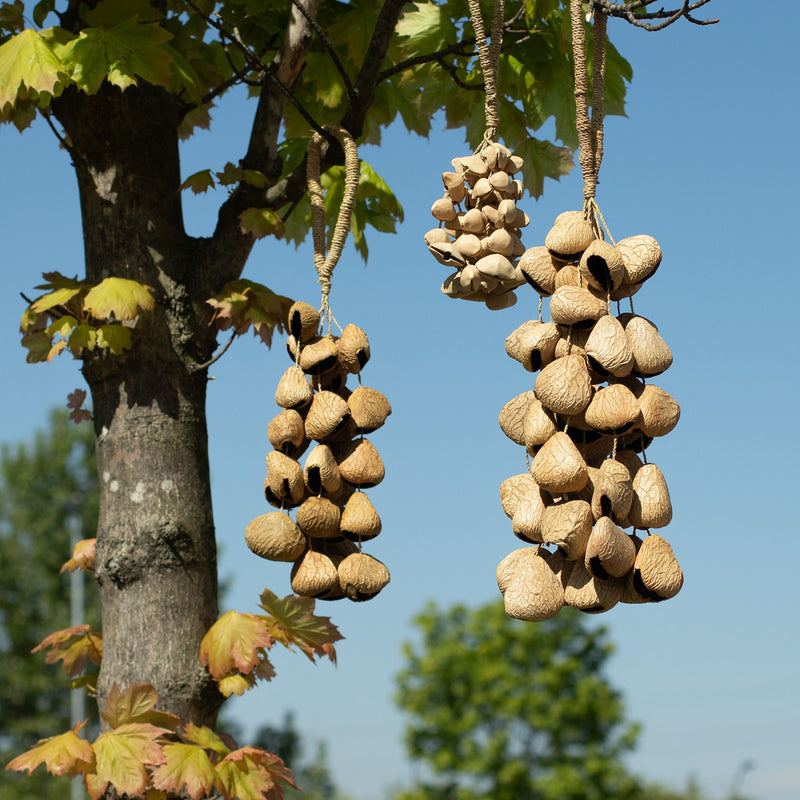 Large Pangi Seed Shell - Natural Nut Shaker (50 Shells) product image