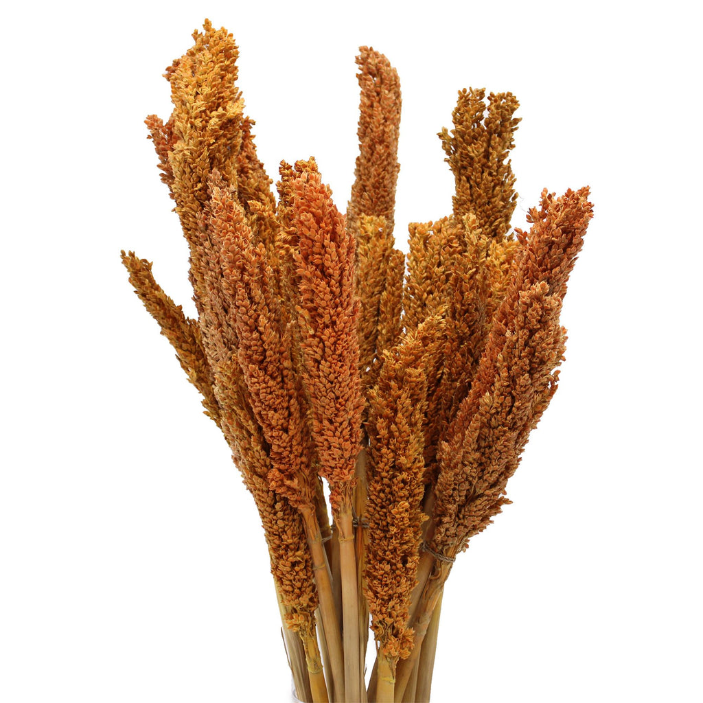 Cantal Grass Bunch - Orange product image 5