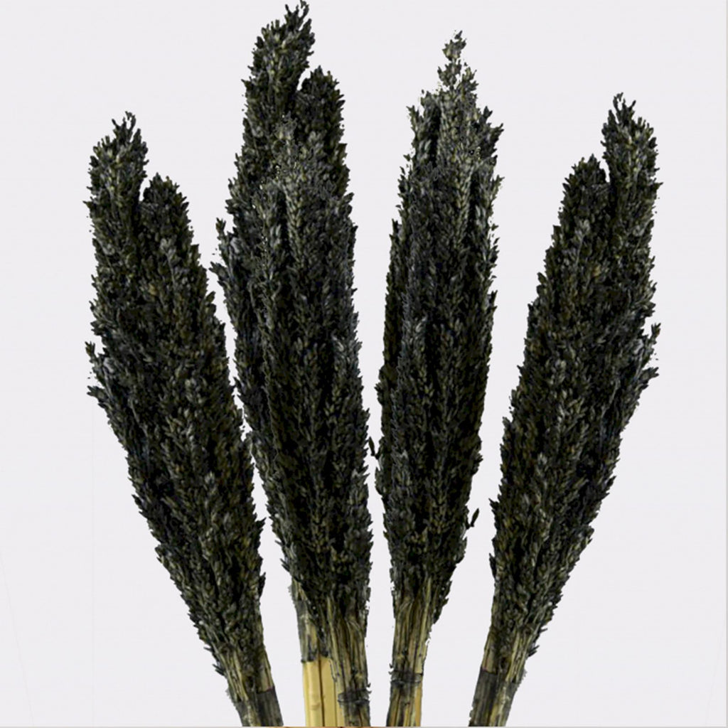 Cantal Grass Bunch - Black product image 5