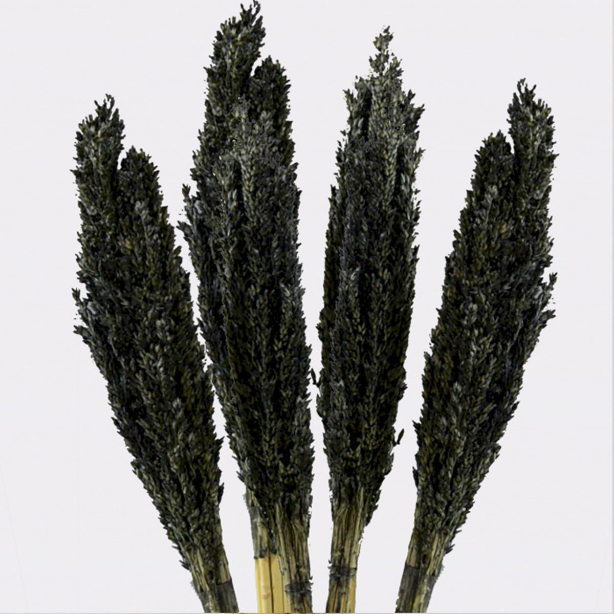 Cantal Grass Bunch - Black product image 5