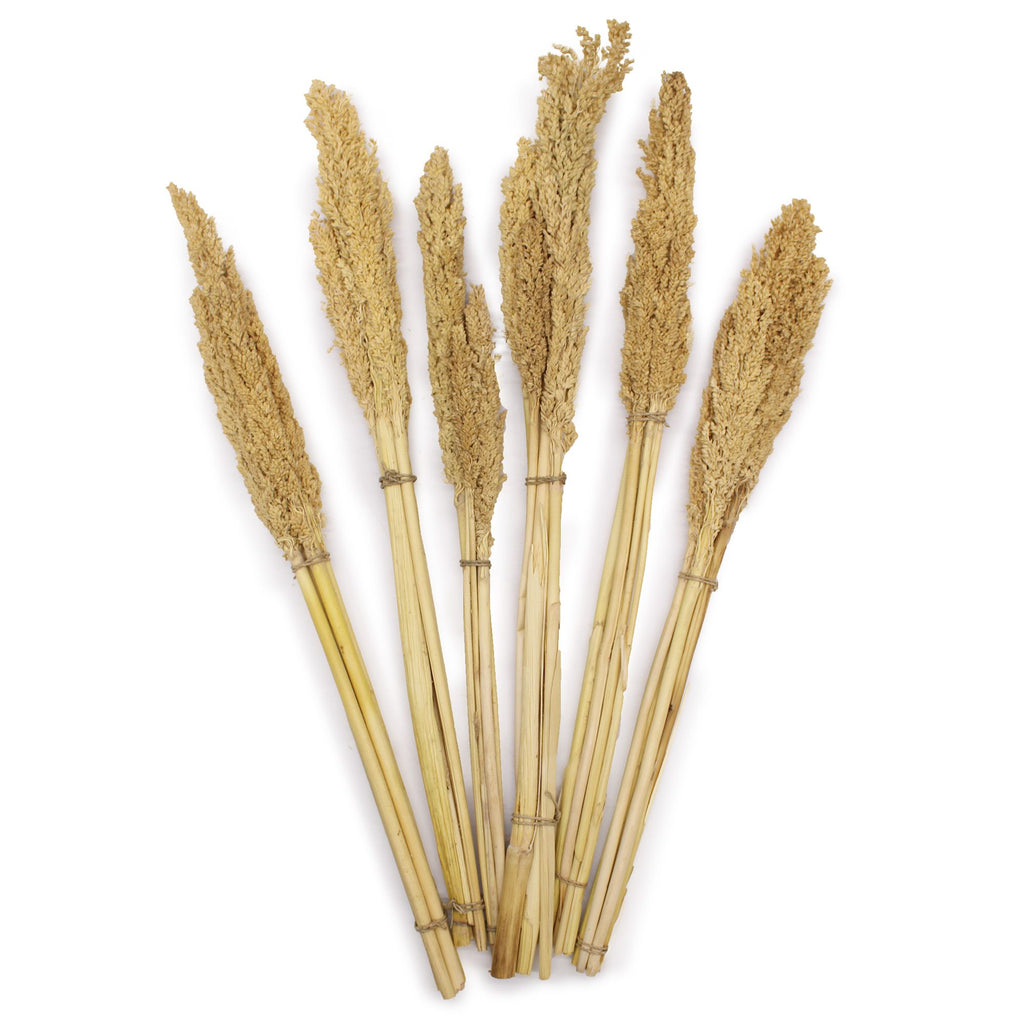 Cantal Grass Bunch - Natural product image 5