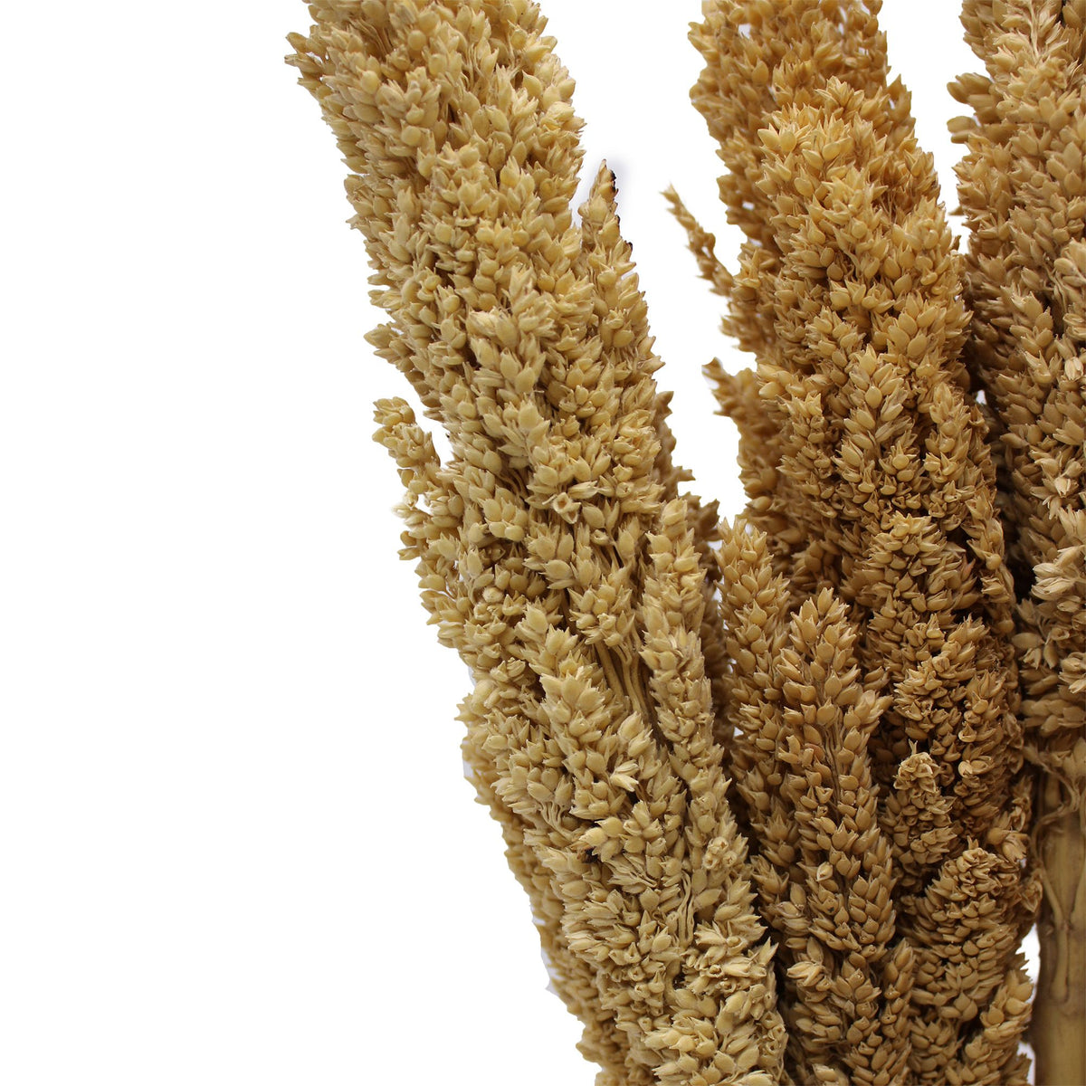 Cantal Grass Bunch - Natural product image 2