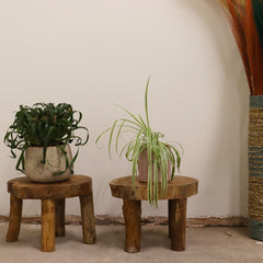 Higher Teak Pad Display - 27x20cm product image 3