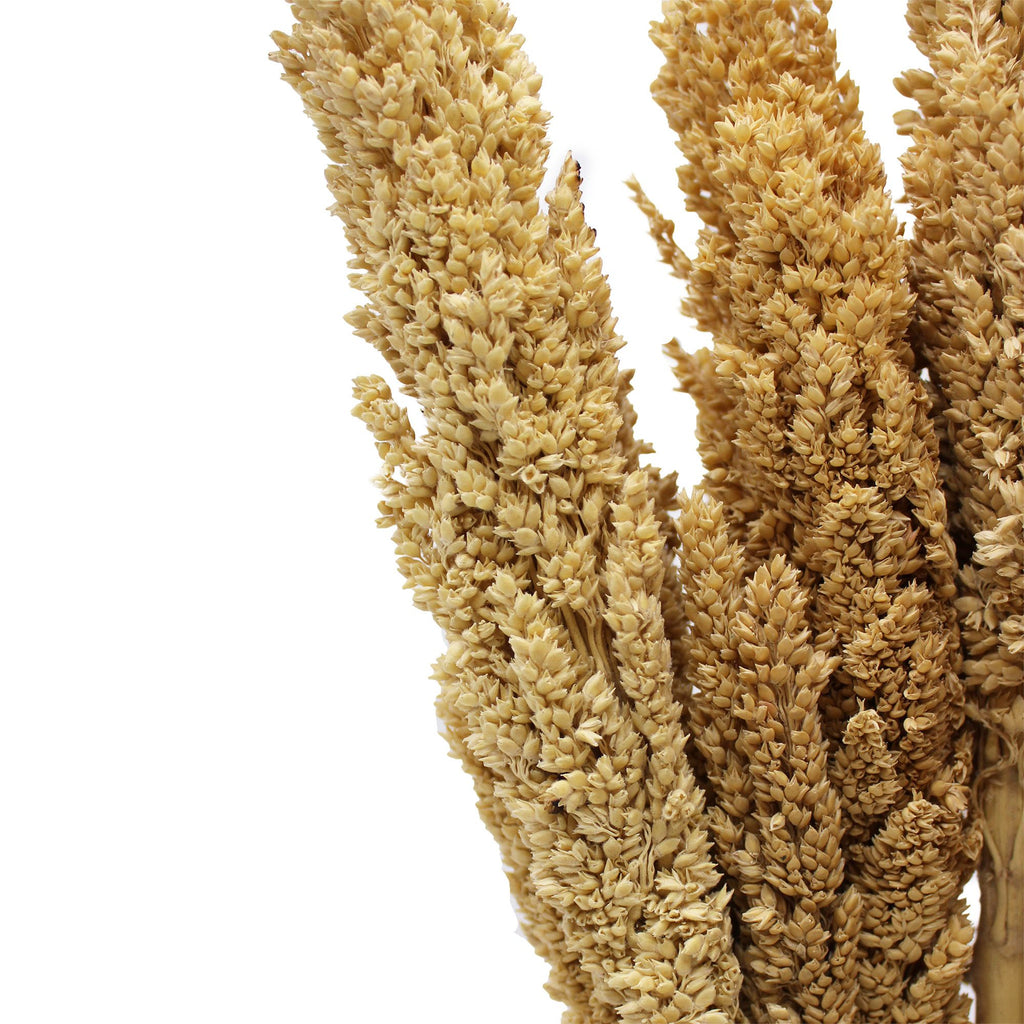 Cantal Grass Bunch - Natural product image 10