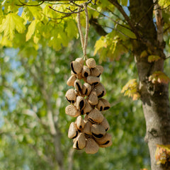 Medium Pangi Seed Shell - Natural Nut Shaker (30 Shells) product image 6