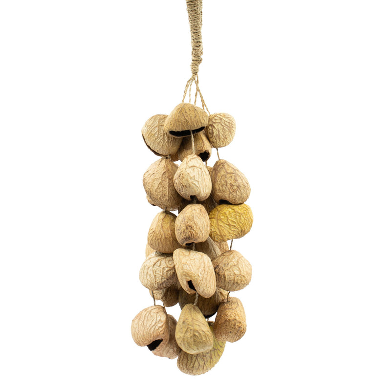 Medium Pangi Seed Shell - Natural Nut Shaker (30 Shells) product image