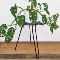 Albasia Wood Fish Stand - Greywash product image 4