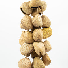 Medium Pangi Seed Shell - Natural Nut Shaker (30 Shells) product image 3