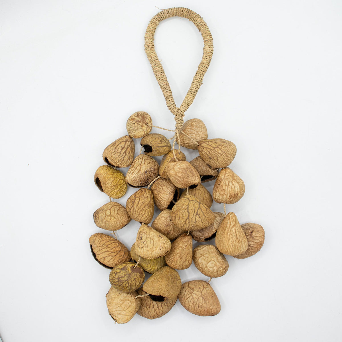 Medium Pangi Seed Shell - Natural Nut Shaker (30 Shells) product image 4