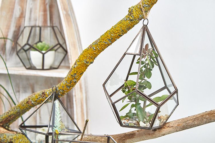 Glass Terrarium - Large Pentagon product image