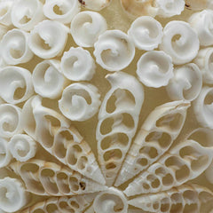 Boho Sea Shell Lamp - Cut Art Shell Oval - 15cm product image 3