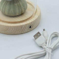 Floral Glow Garden Dome - 3 Sea Urchins - LED USB product image 5