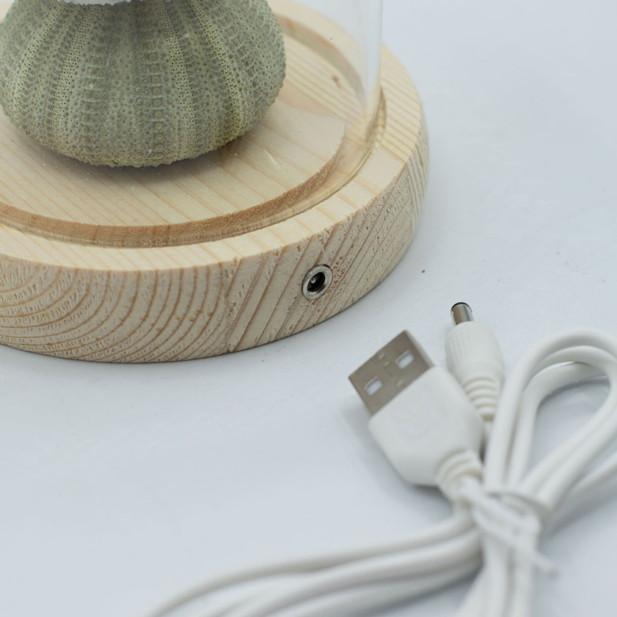 Floral Glow Garden Dome - 3 Sea Urchins - LED USB product image 5