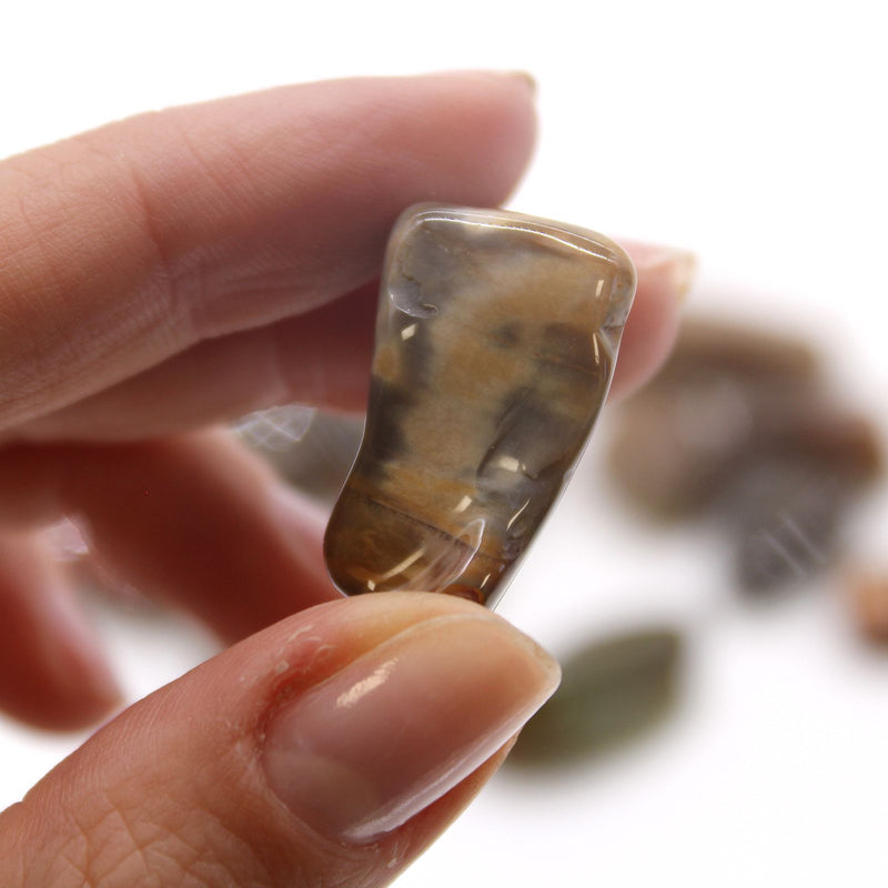 M Tumble Stone - Petrified Wood product image