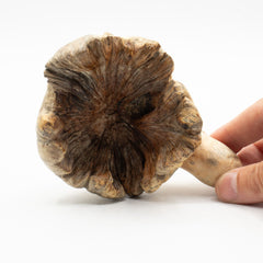 Handmade Parasite Wood Art Carving - Ocean Guarding Octopus product image 3