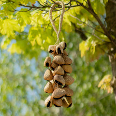 Kenari Shell Long Rattle (50 Shells) product image 6