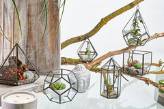 Glass Terrarium - Large Octagon product image 2