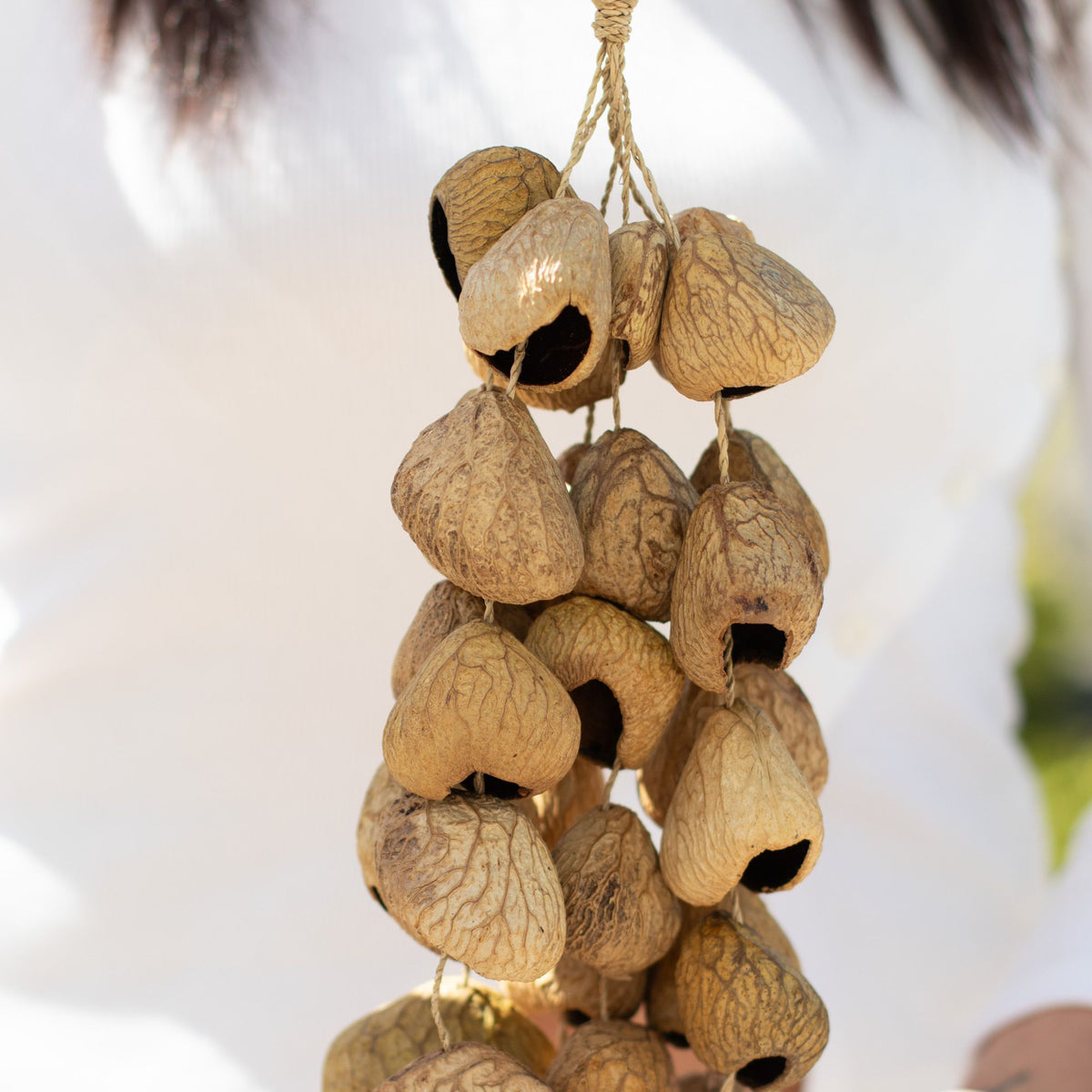 Kenari Shell Long Rattle (50 Shells) product image 5